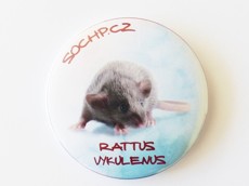 Placka: Rattus vykulenus